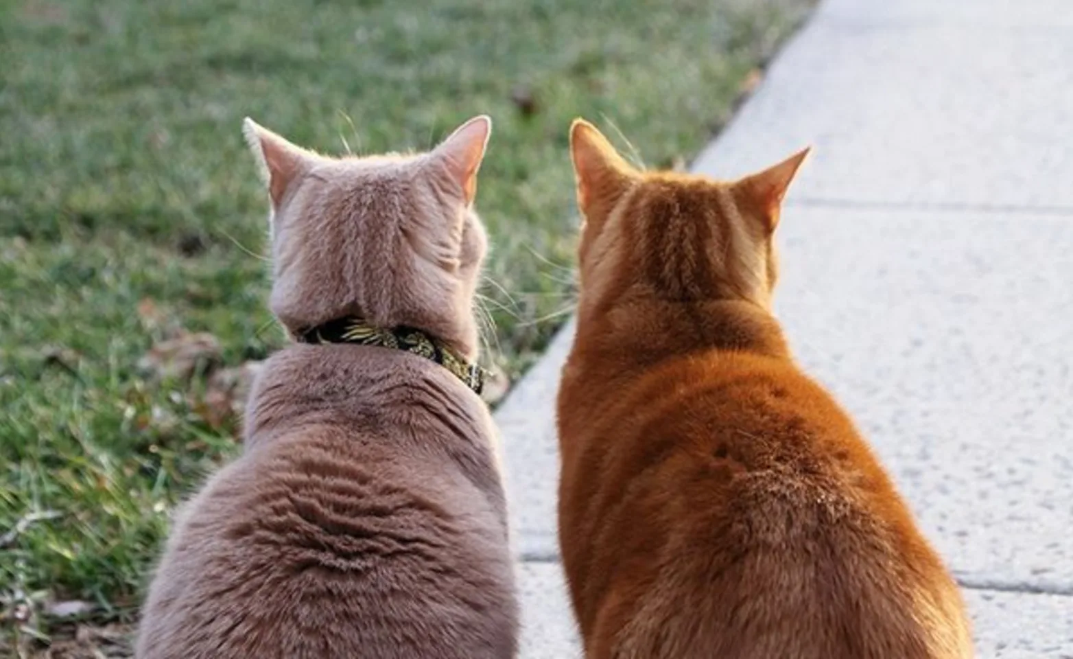 Two orange cats sitting on the sidewalk